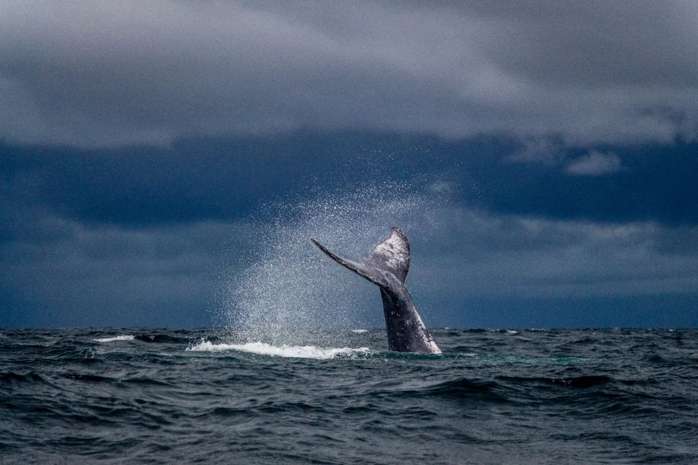 Kaikōura Whale Watching Excursion